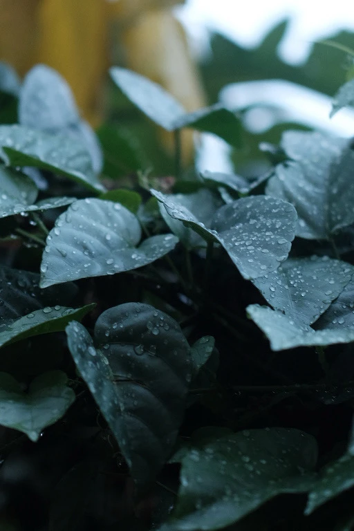 Image uploaded by Alo