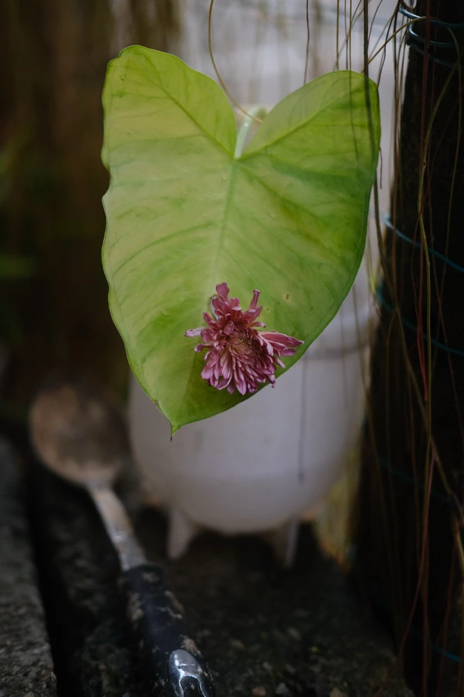 Image uploaded by Alo