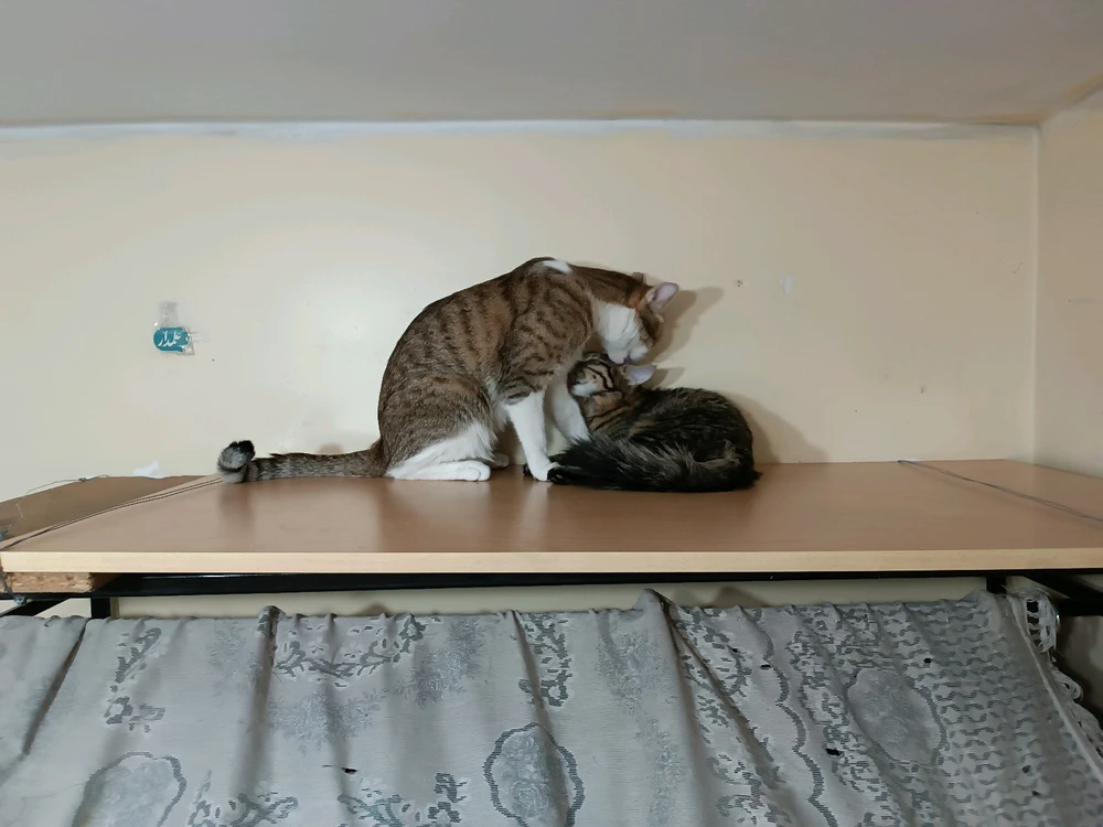 تصویر آپلود شده توسط حامد