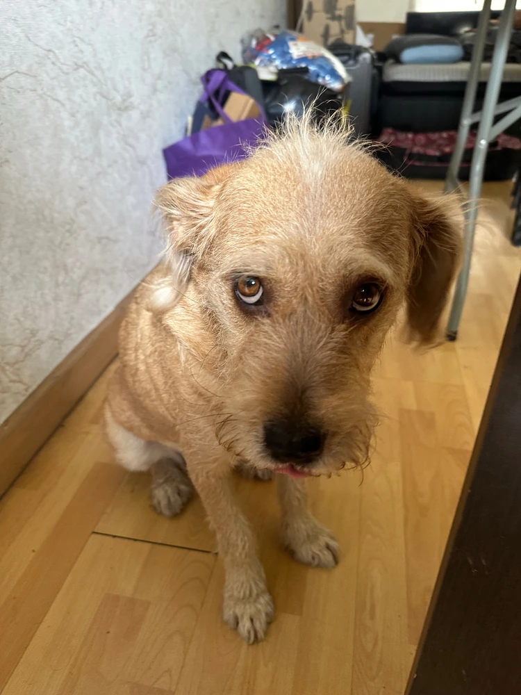 Presume a tus perritos aquí