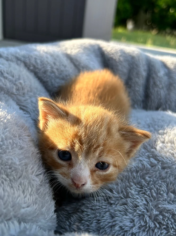 Gambar diunggah dening Kyndall