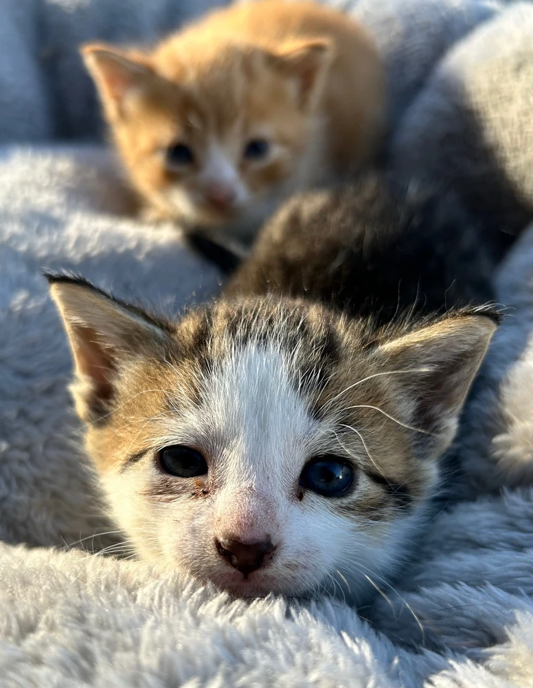 Gambar diunggah dening Kyndall