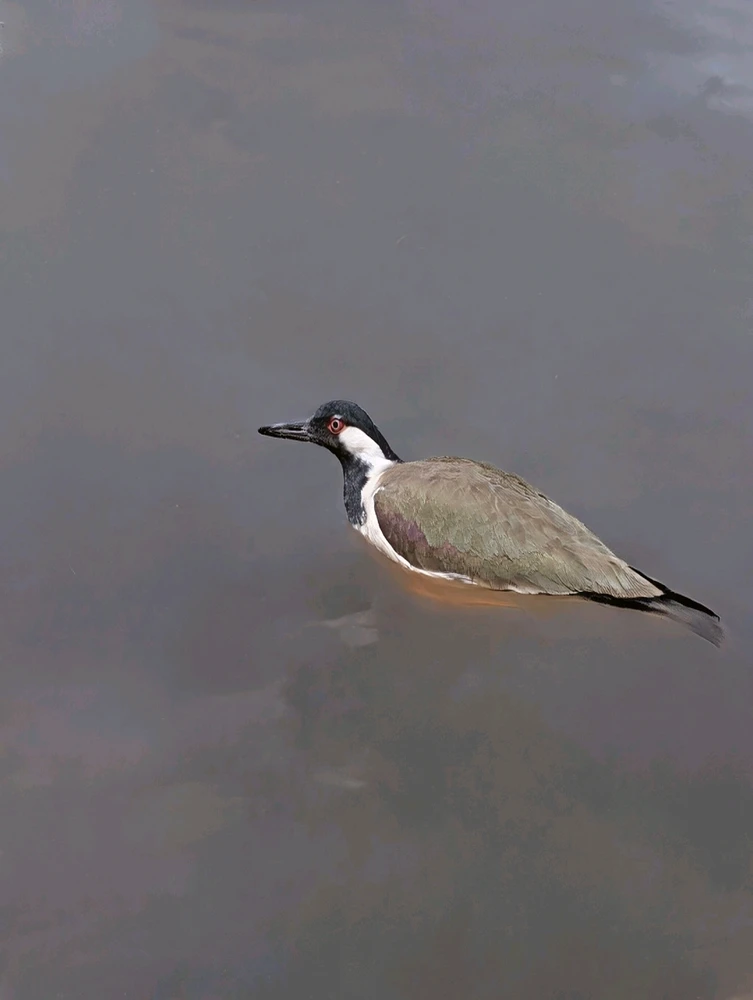 GIF diunggah oleh Hemant Yadav