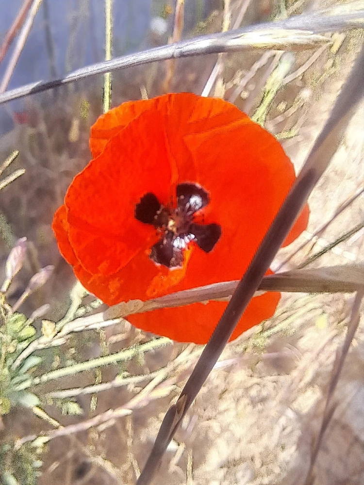 תמונה שהועלתה על ידי Dar