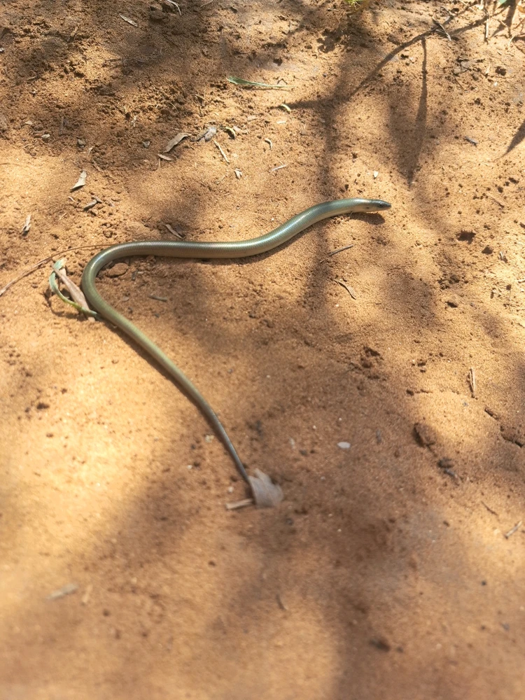 תמונה שהועלתה על ידי Dar