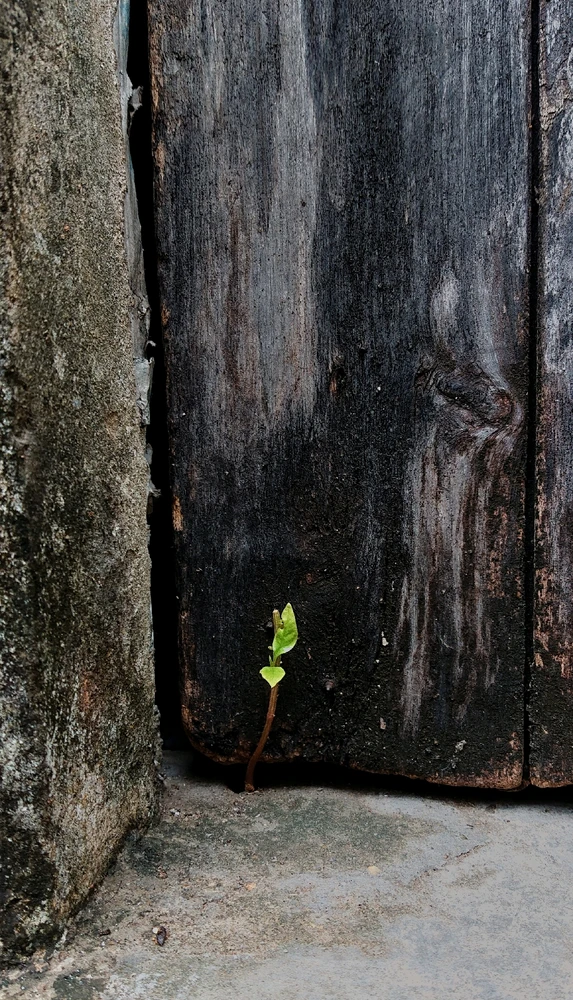 GIF được Boong tải lên