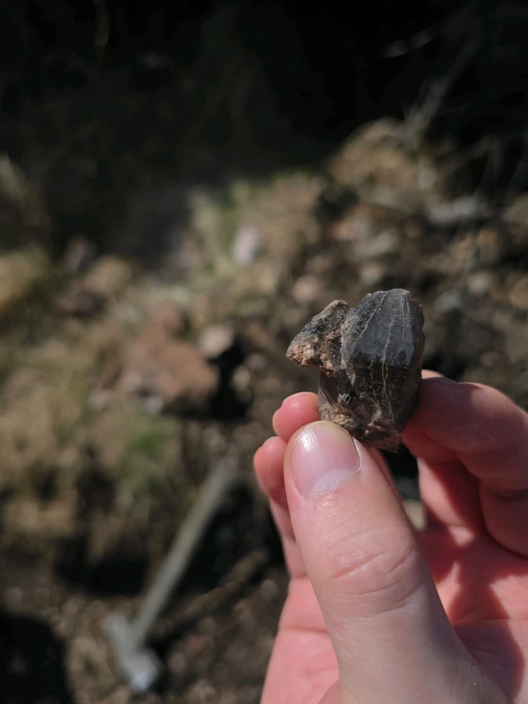 Image uploaded by Dan Michael