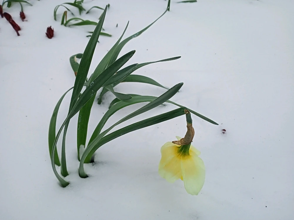 Image uploaded by Black Mirror (◔‿◔)