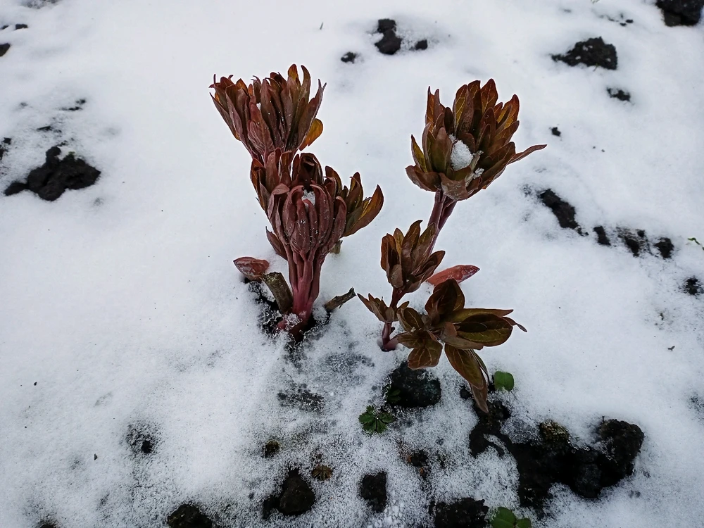 Image uploaded by Black Mirror (◔‿◔)