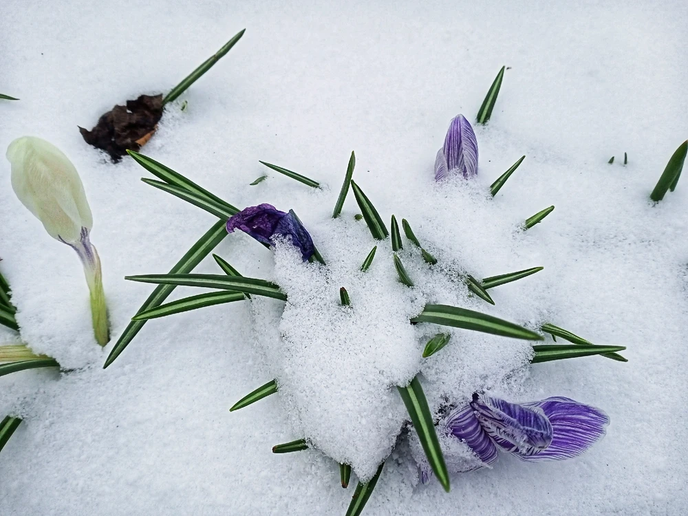 Image uploaded by Black Mirror (◔‿◔)