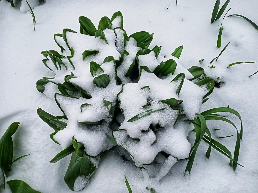 Image uploaded by Black Mirror (◔‿◔)