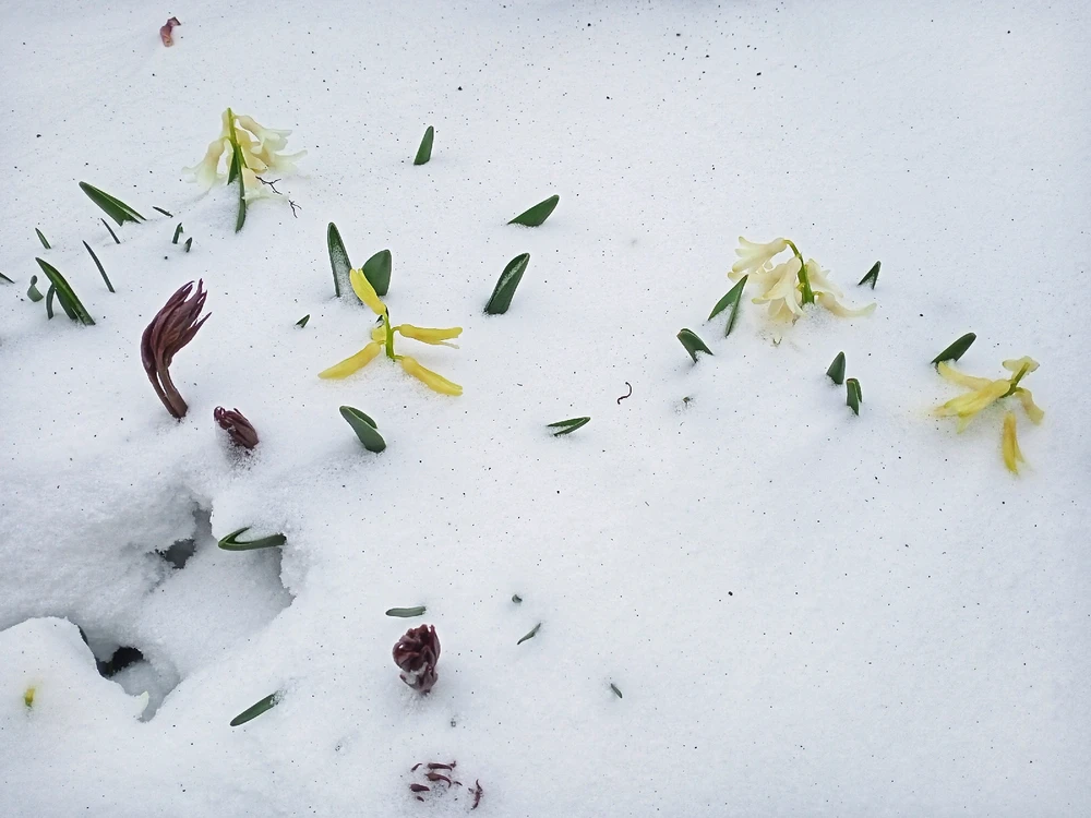 Image uploaded by Black Mirror (◔‿◔)