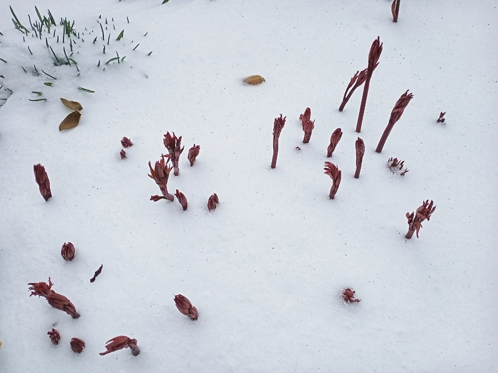 Image uploaded by Black Mirror (◔‿◔)