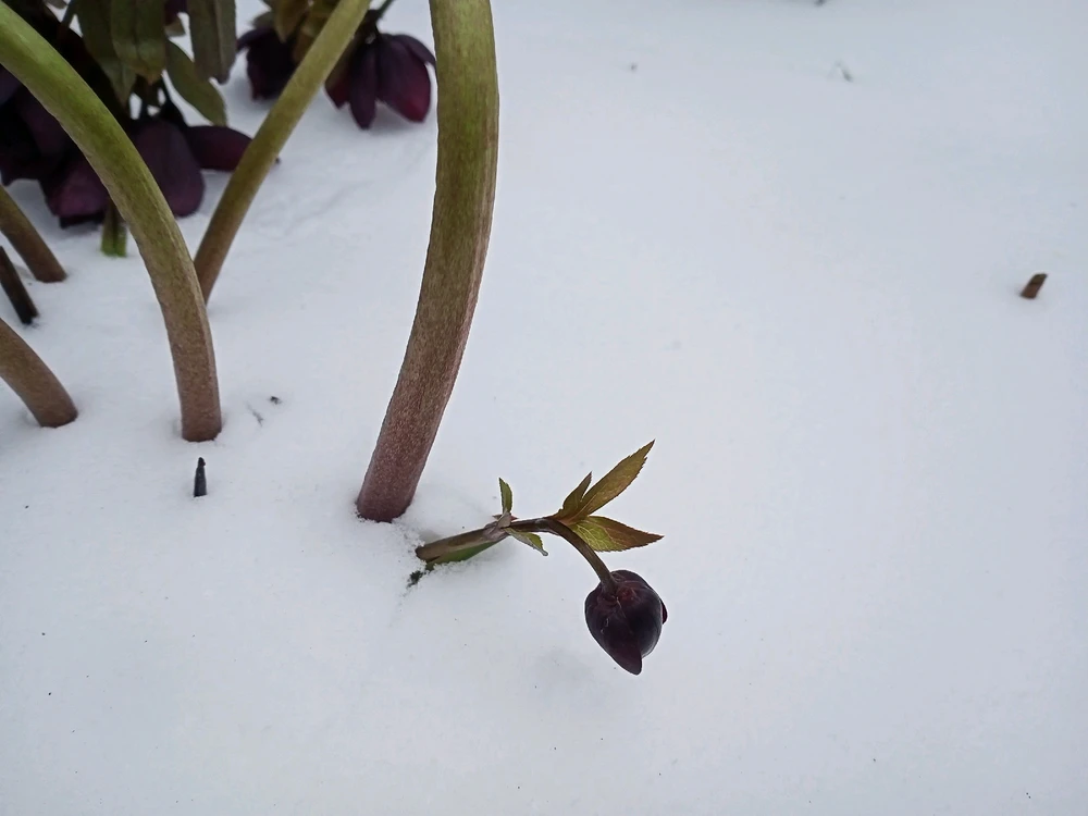 Image uploaded by Black Mirror (◔‿◔)