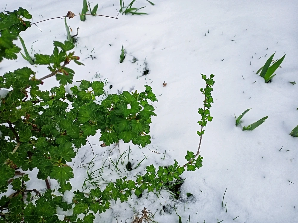 Image uploaded by Black Mirror (◔‿◔)