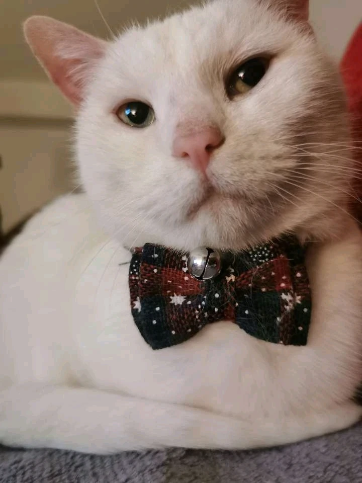 GIF ajouté par Aline