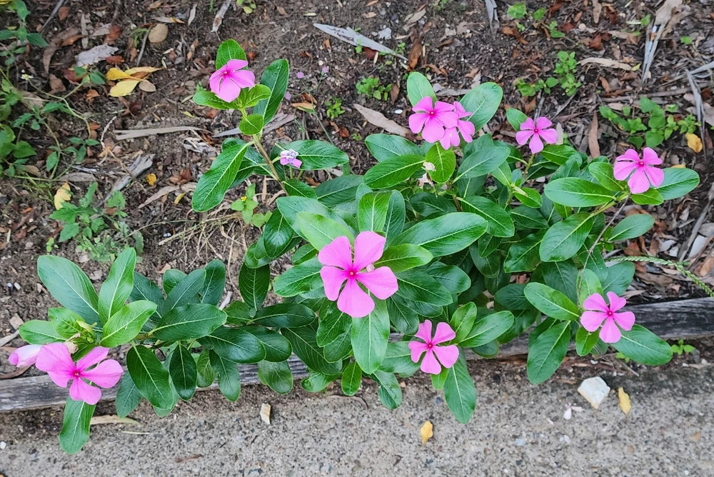 Bright flowers for the start of the week