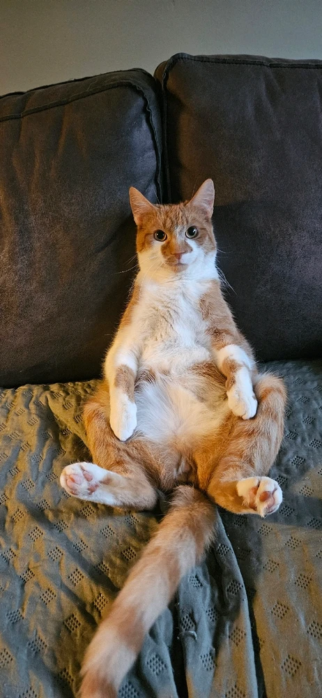 GIF geüpload door Essie