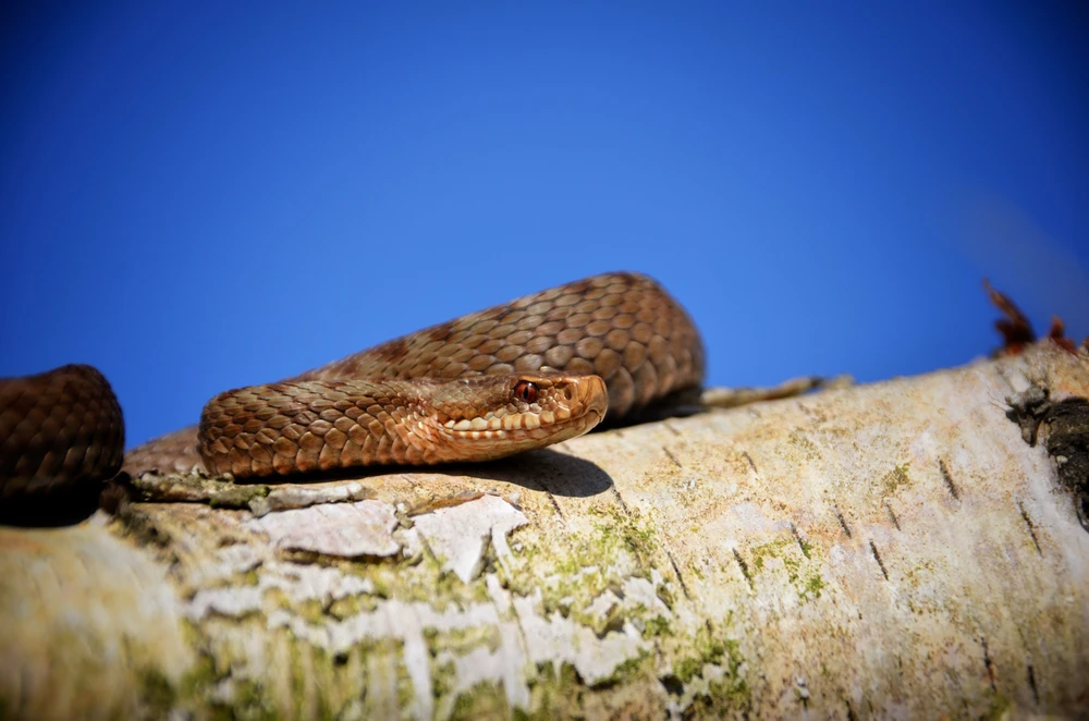 Finally the first female adders of the year are out
