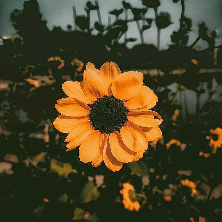 Be A Sunflower In A Garden Full Of Roses♡