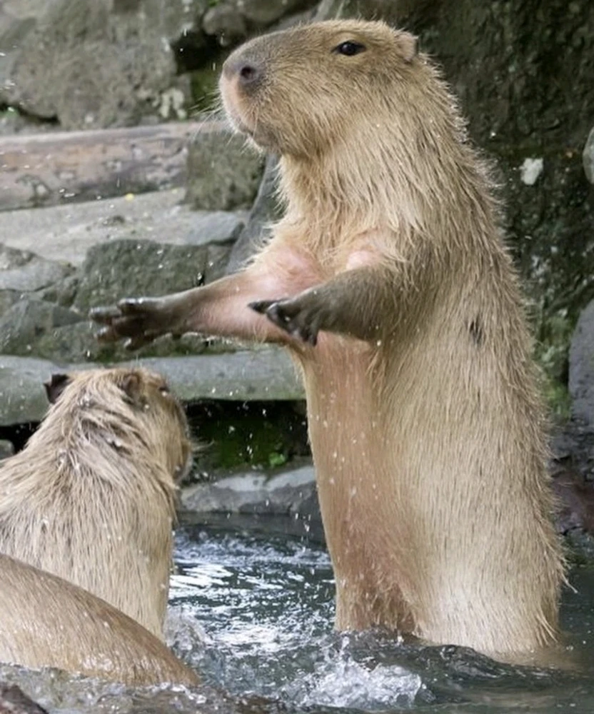 GIF dodany przez Pioter