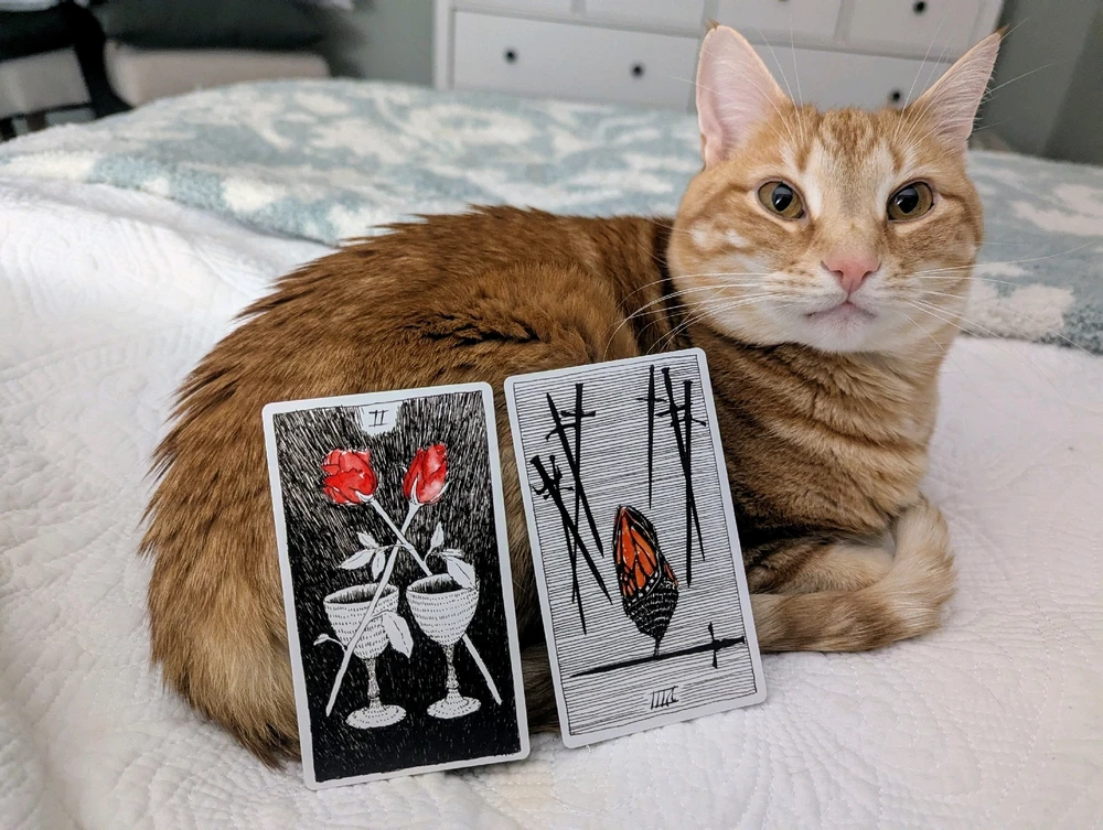 GIF uploaded by Melissa