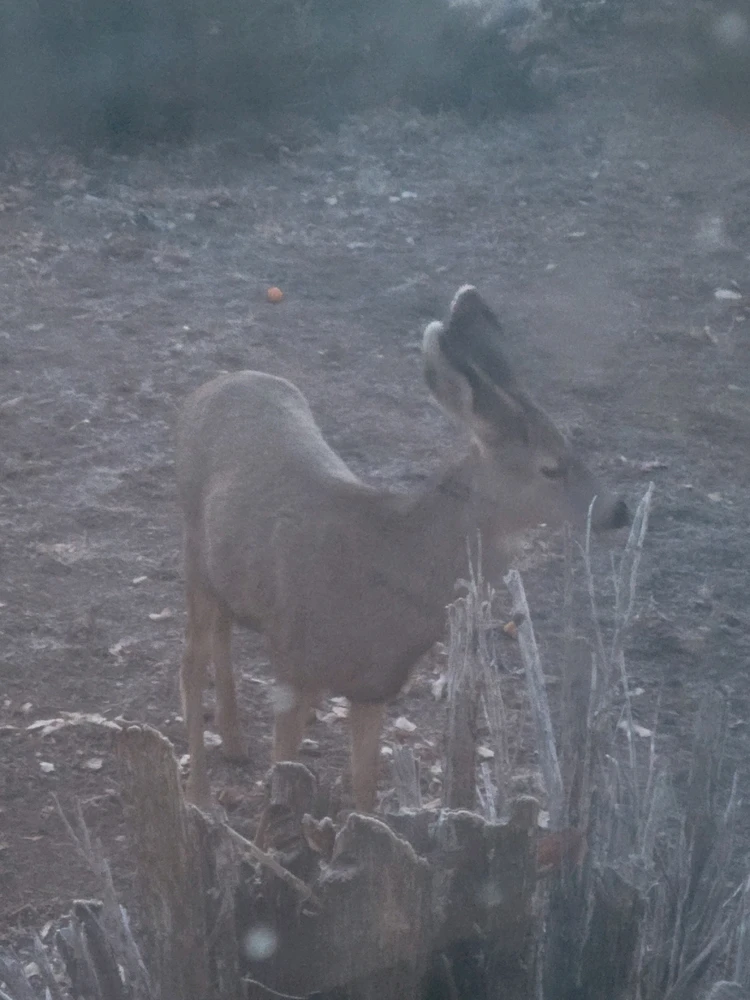 GIF uploaded by Christopher Lee Spino