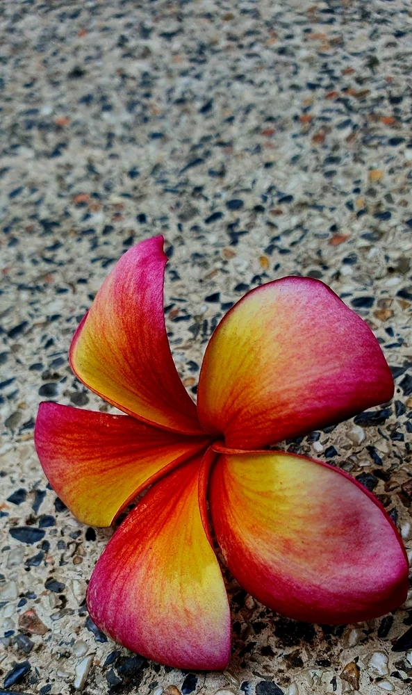 GIF uploaded by Sulu