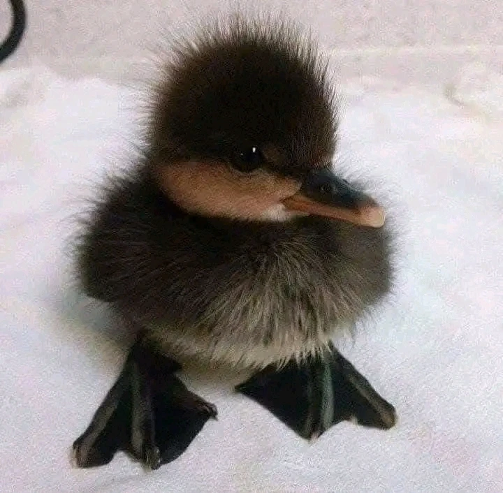 Image ajoutée par Stef