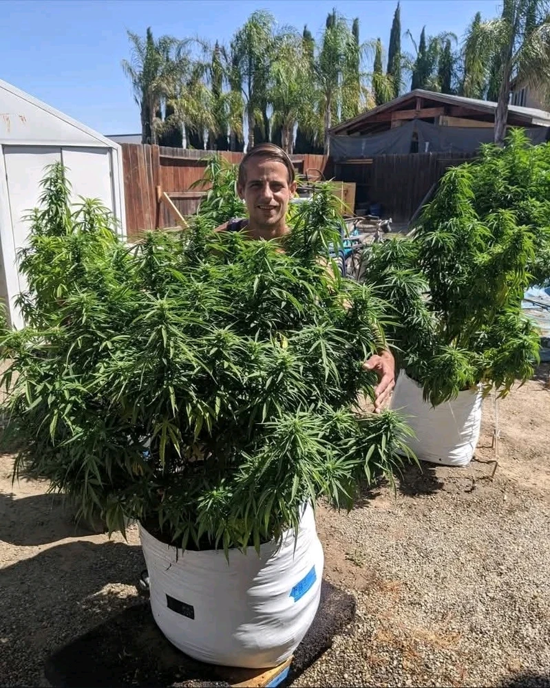 An old pic from my 2020 grow haha.