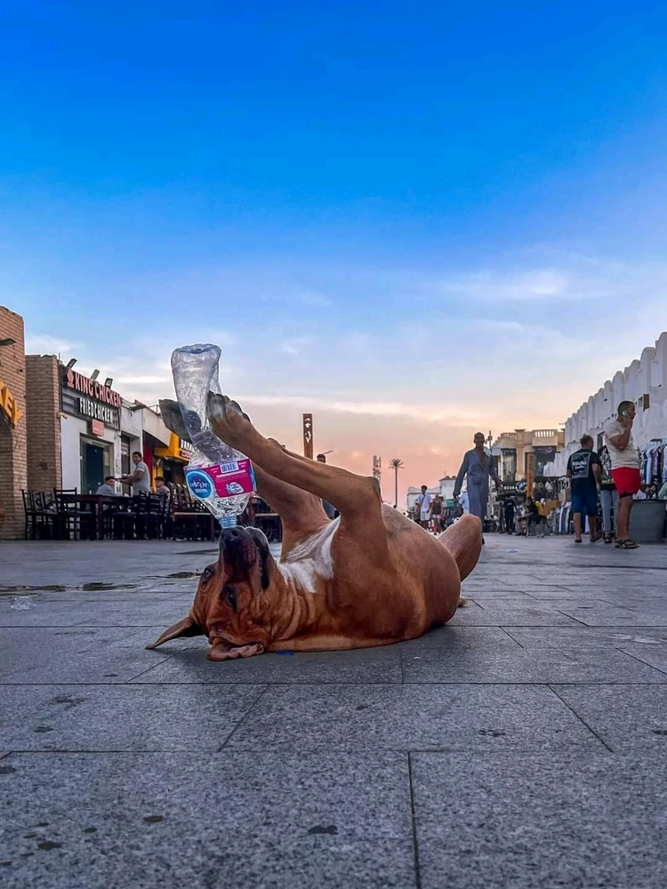 GIF uploaded by Ahmed salama