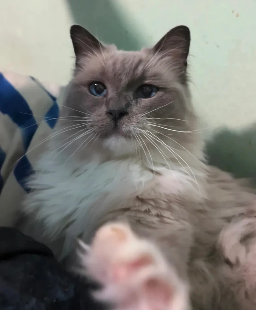 GIF uploaded by Jayden