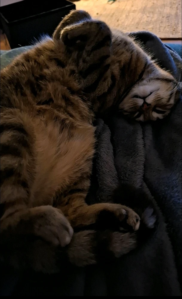 GIF hochgeladen von Alex S.