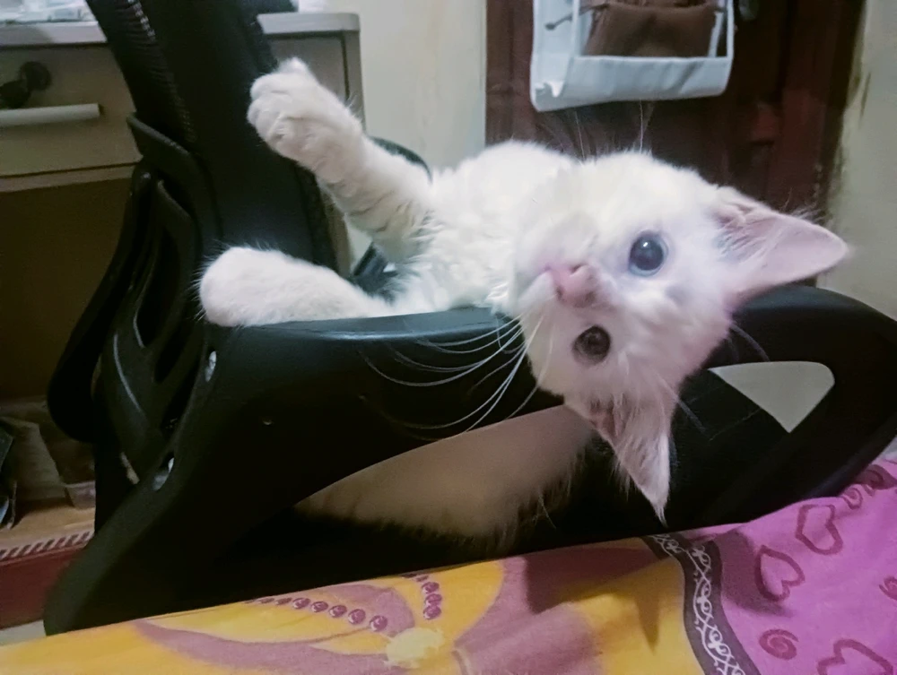 GIF diunggah oleh Rista