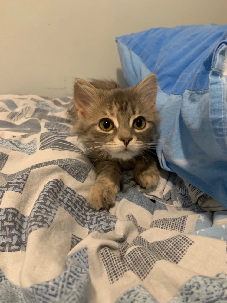 GIF diunggah dening Andrew McDonald