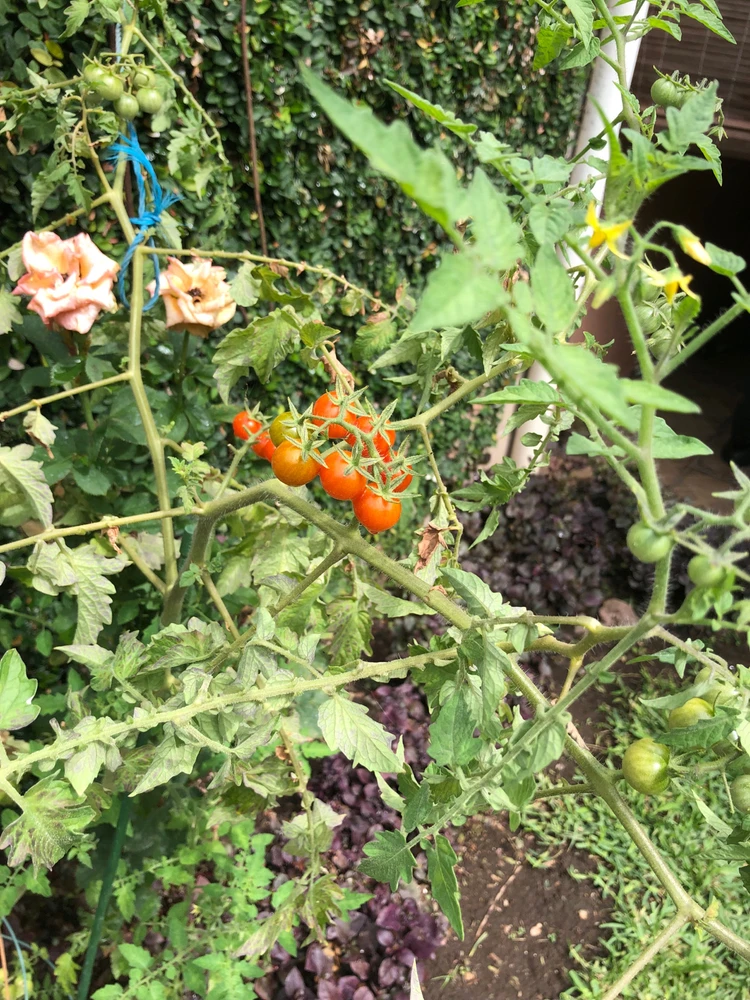 Imagen subida por Edith