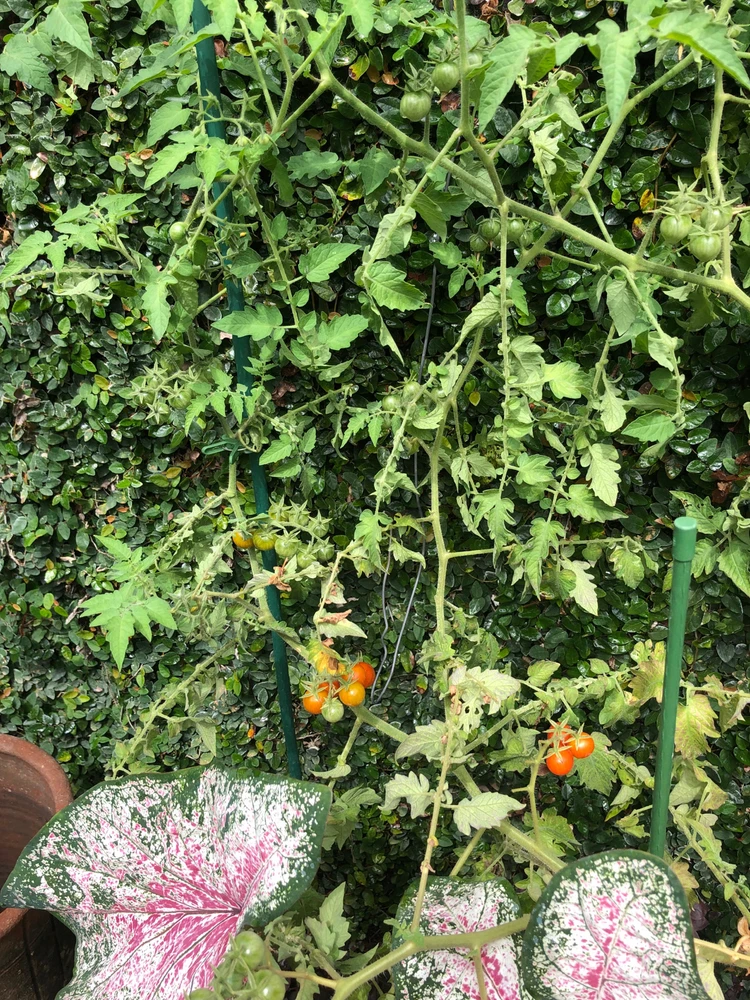 Imagen subida por Edith