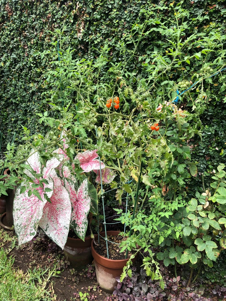 Imagen subida por Edith