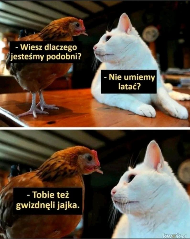 GIF dodany przez Jem koty