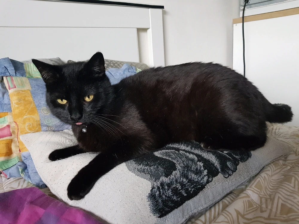 Gergely által feltöltött GIF