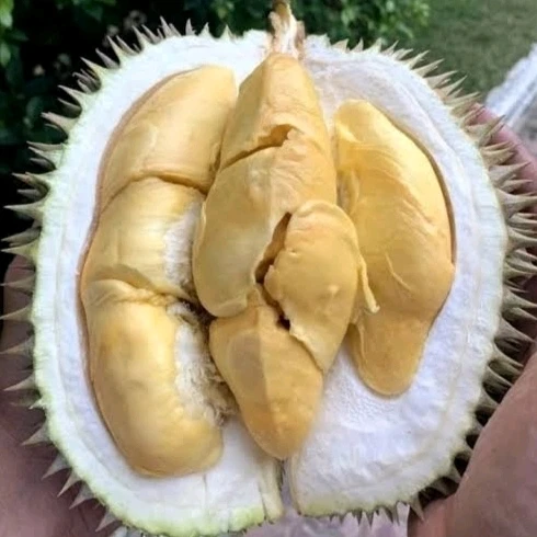Image uploaded by ꨄ𝐃ꨄ