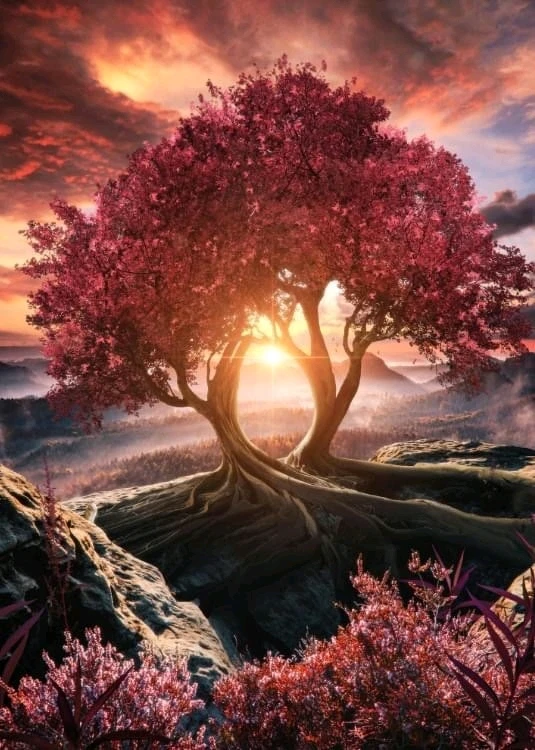 Image ajoutée par Aline