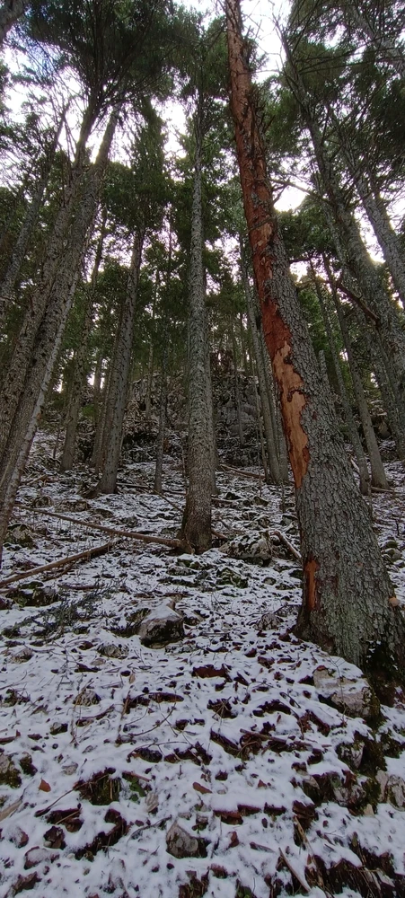 Image uploaded by Nikita