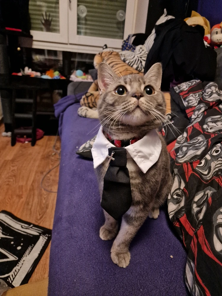 GIF hochgeladen von Lute