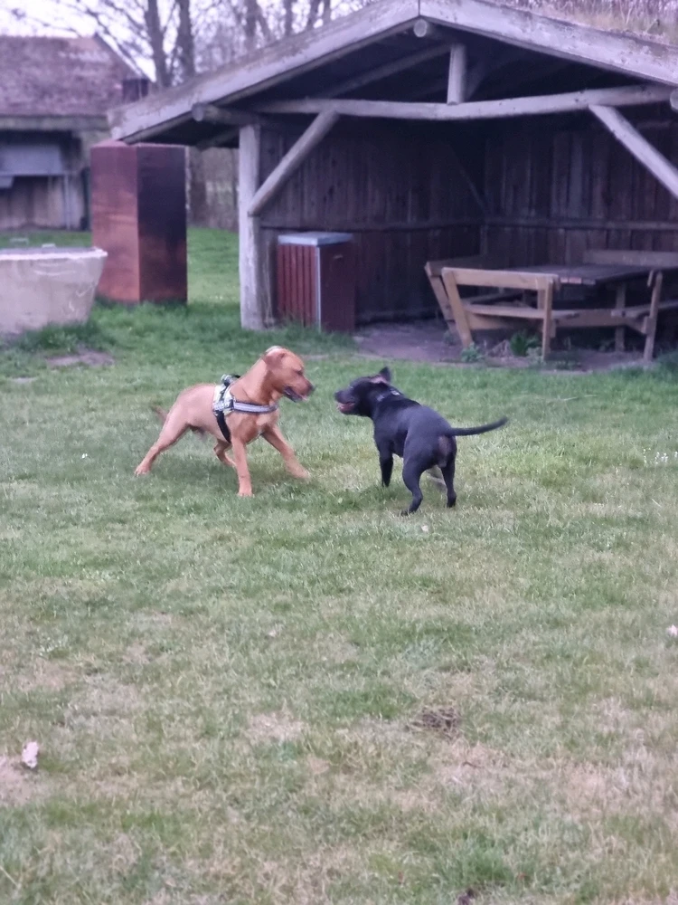 Billede uploadet af Darek