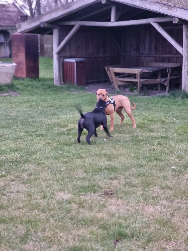 Billede uploadet af Darek