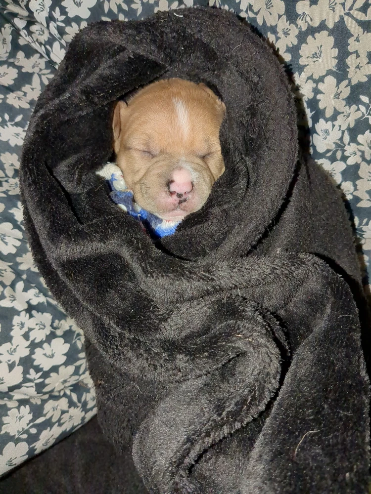 Image uploaded by Emelio