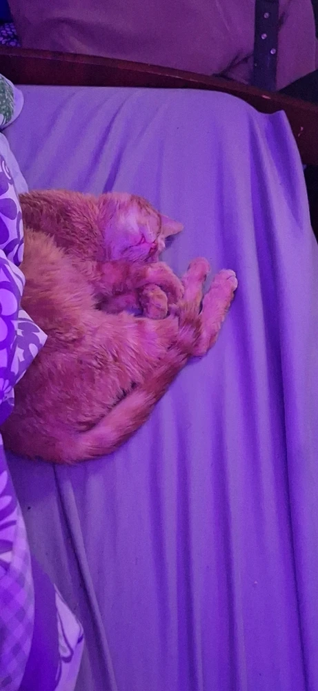 GIF uploaded by Alyssa/Apollo