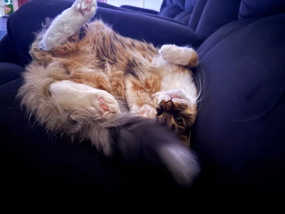 GIF uploaded by Shan