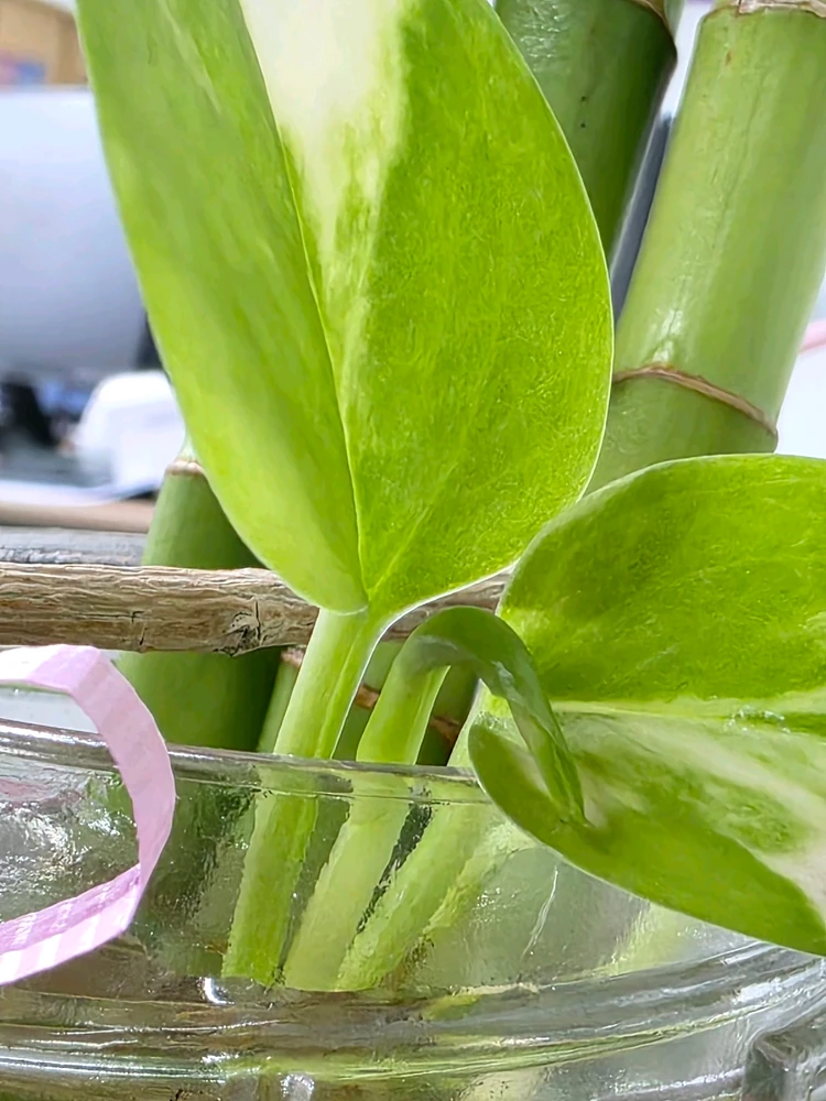 GIF uploaded by BeKa